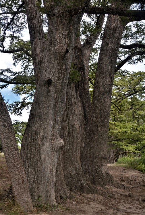 cypress trees